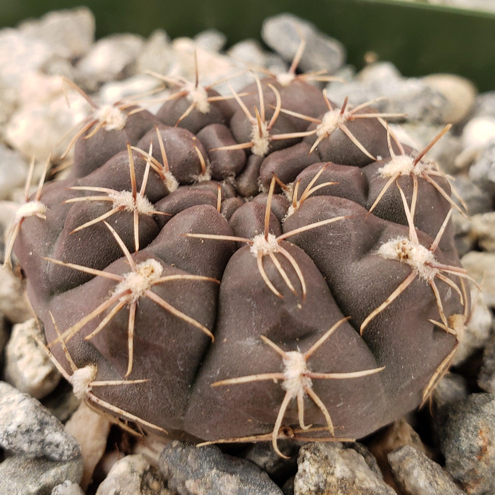 Gymnocalycium lukasikii