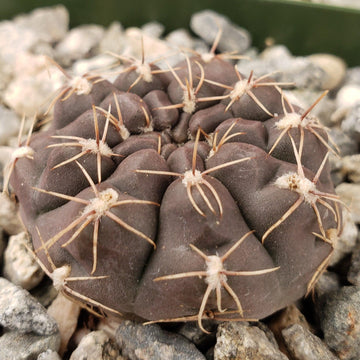 Gymnocalycium lukasikii – Planet Desert
