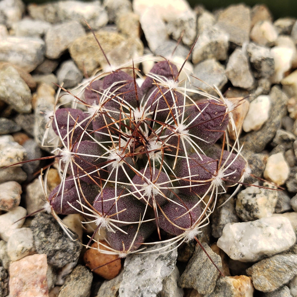 Mammillaria melaleuca