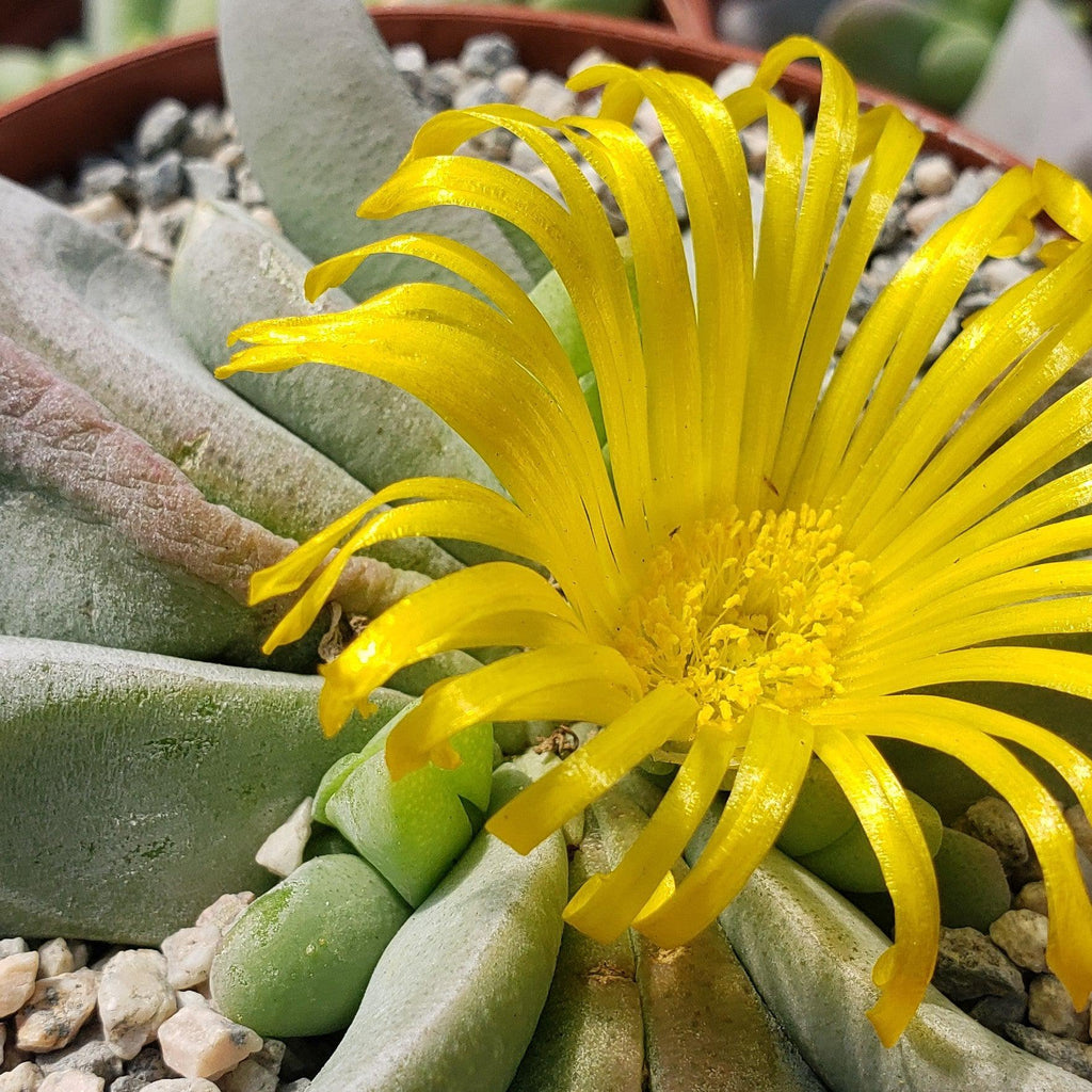 Glottiphyllum oligocarpum