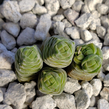succulent latin name Attractive Crassula Columella Succulent Online | Pillar Plant