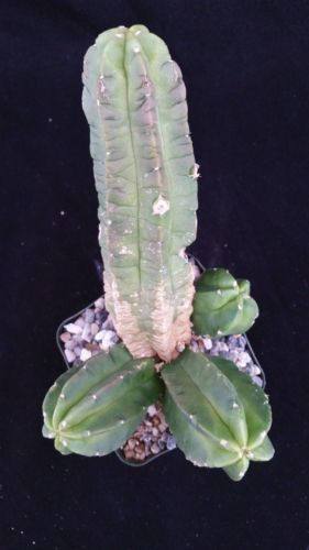 Echinocereus morricalii