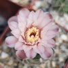 Gymnocalycium ritterianum