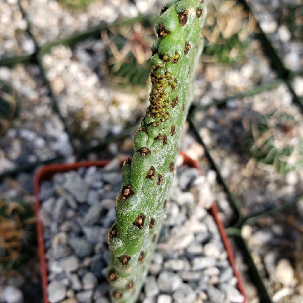 Opuntia Consolea rubescens road kill cutting