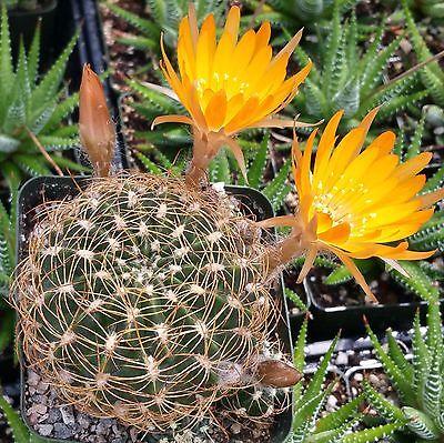 Lobivia acanthoplegma v. roseiflora