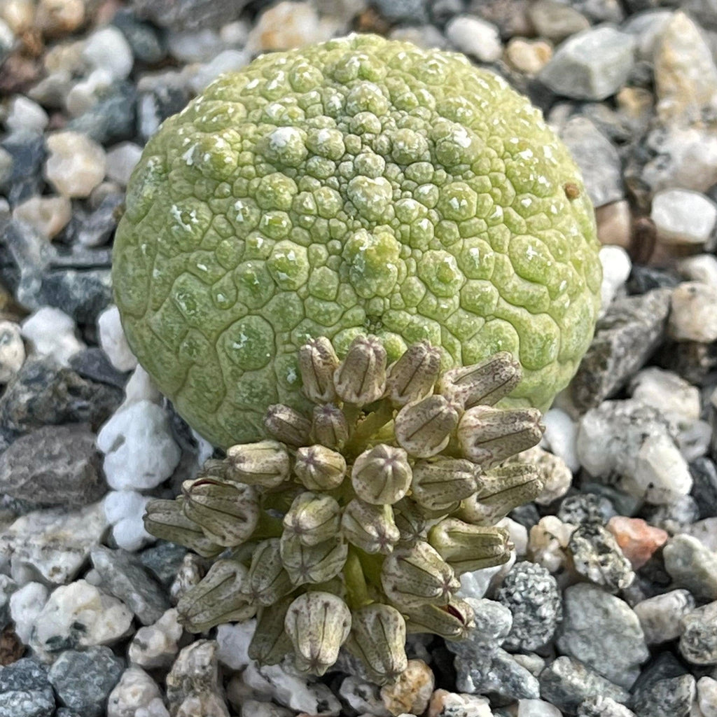 Pseudolithos migiurtinus