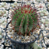 Euphorbia cereiformis milk barrel