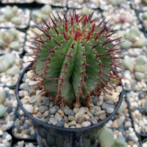Milk Barrel Cactus ‘Euphorbia cereiformis’