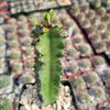 Euphorbia acrurensis abyssinia Desert Candle