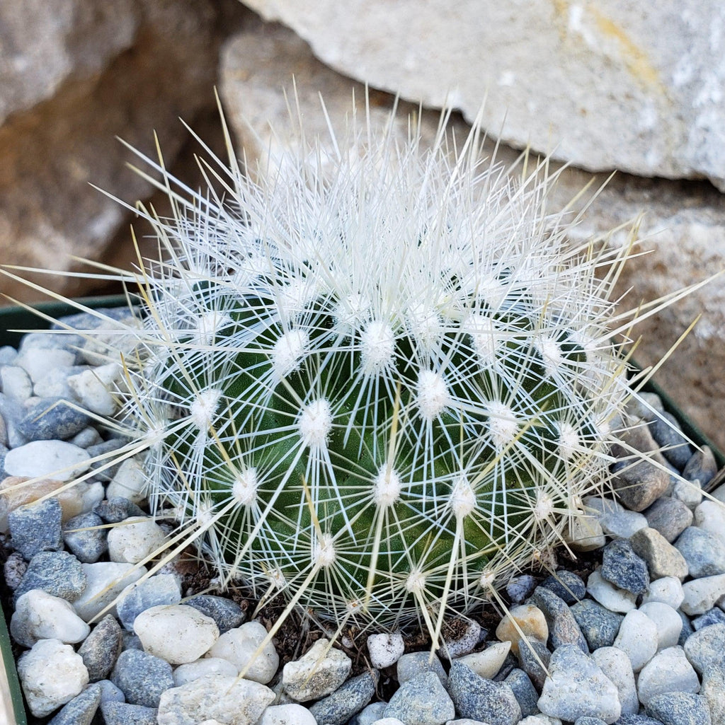 Thelocactus macdowellii