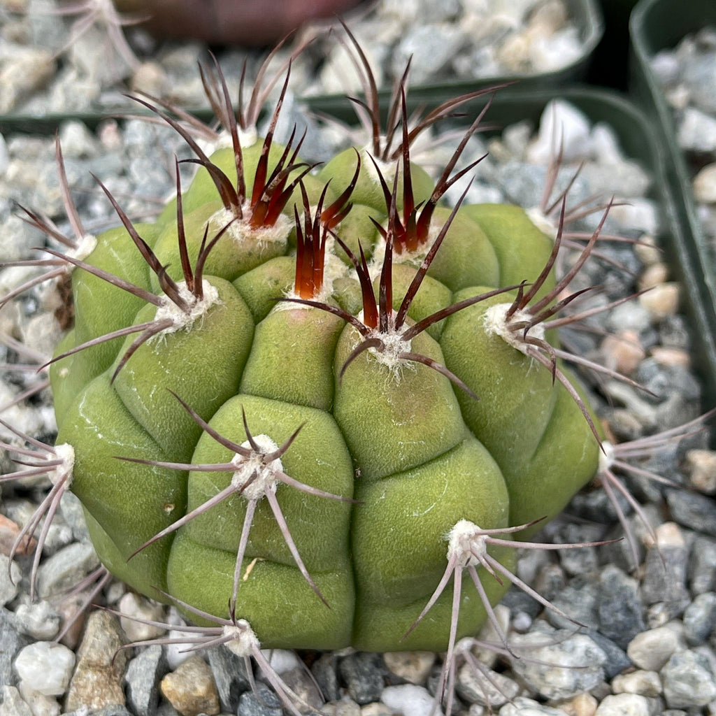 Gymnocalycium marquezii