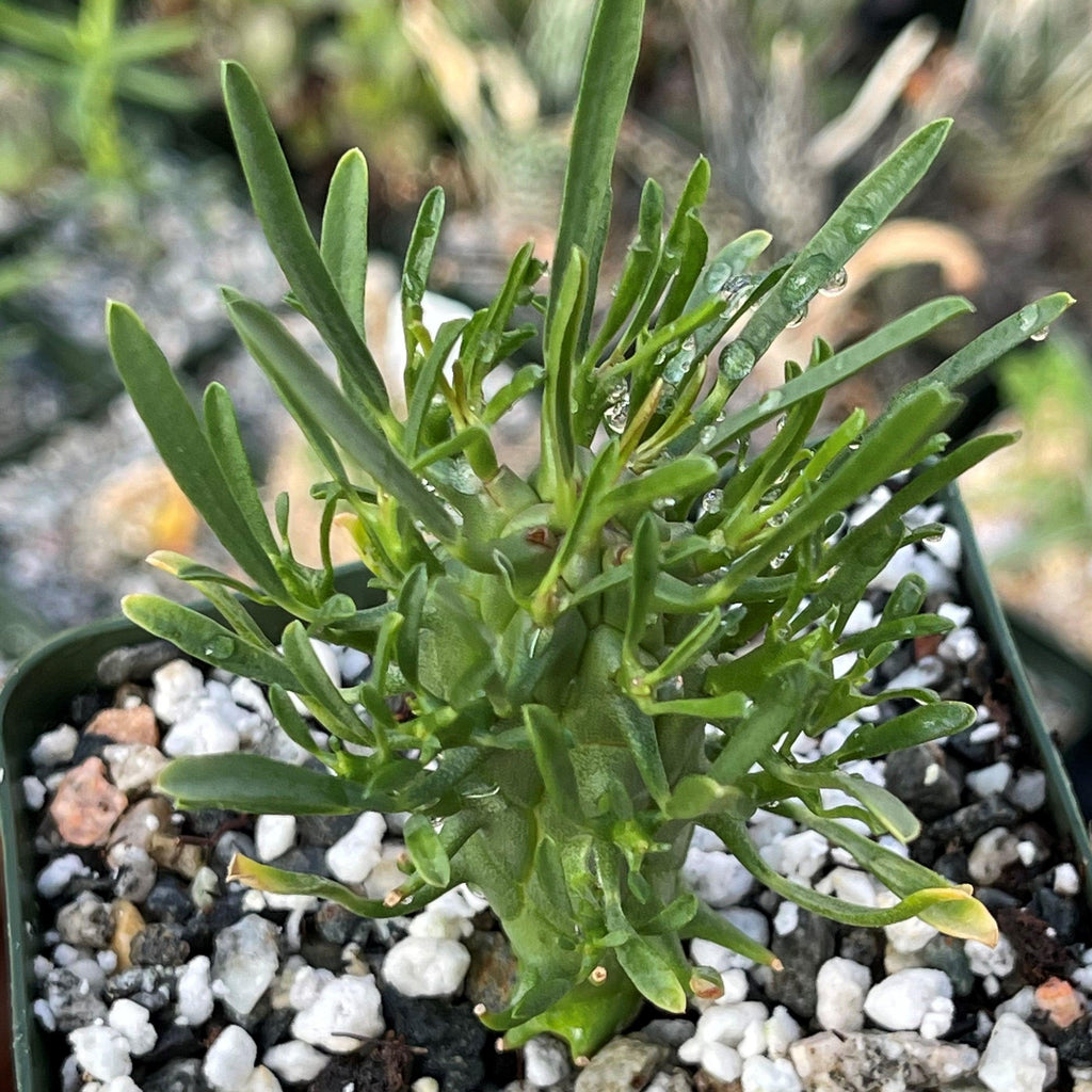Euphorbia fasciculata schoenlandii