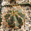 Melocactus concinnus