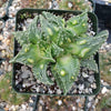 Faucaria tuberculosa soto