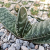 Gasteria bicolor liliputana