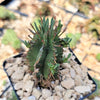 Euphorbia aggregata