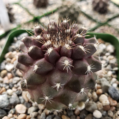 Copiapoa humilis paposoensis