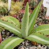 Agave lophantha splendida – Center Stripe Agave