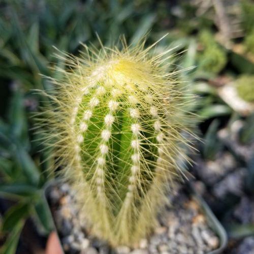 Pilosocereus tillianus