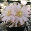 Gymnocalycium bruchii