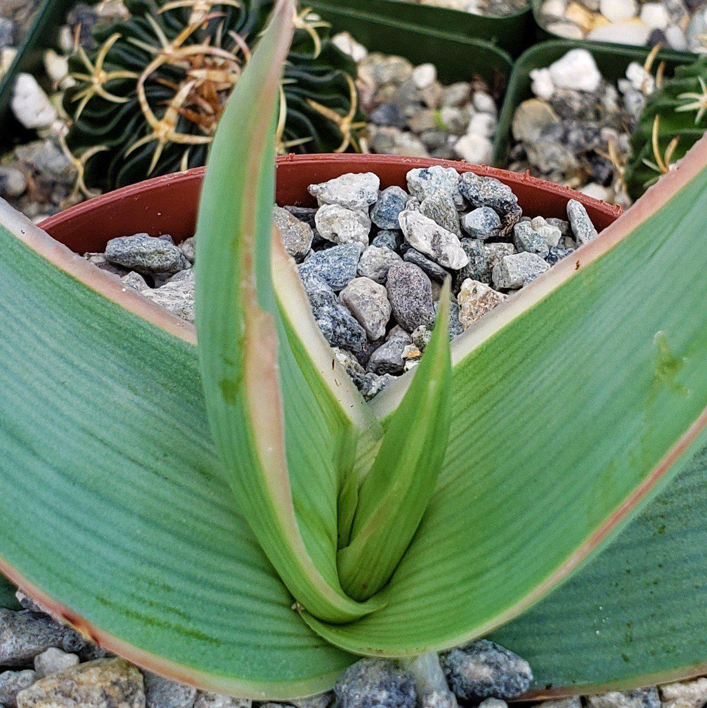Coral Aloe - Aloe striata