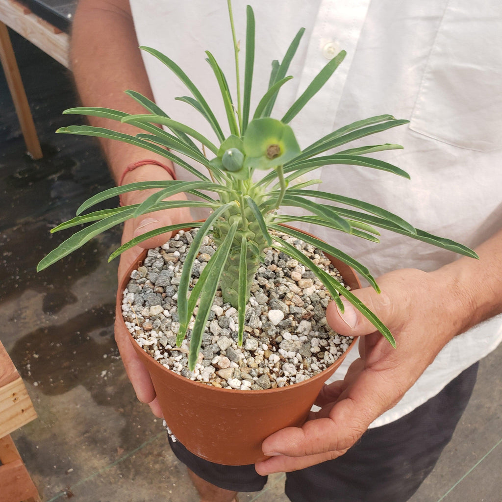 Euphorbia pubiglans large