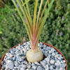 Ponytail Palm - Beaucarnea recurvata - 8