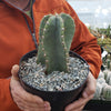 Cereus peruvianus spiralis twist