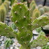 Opuntia monacantha cutting