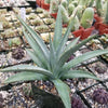 Agave nussaviorum Large