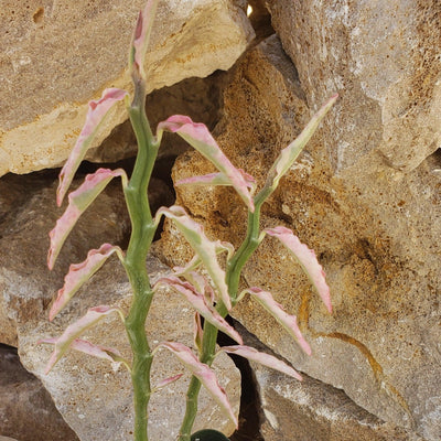 Pedilanthus tithymaloides variegated