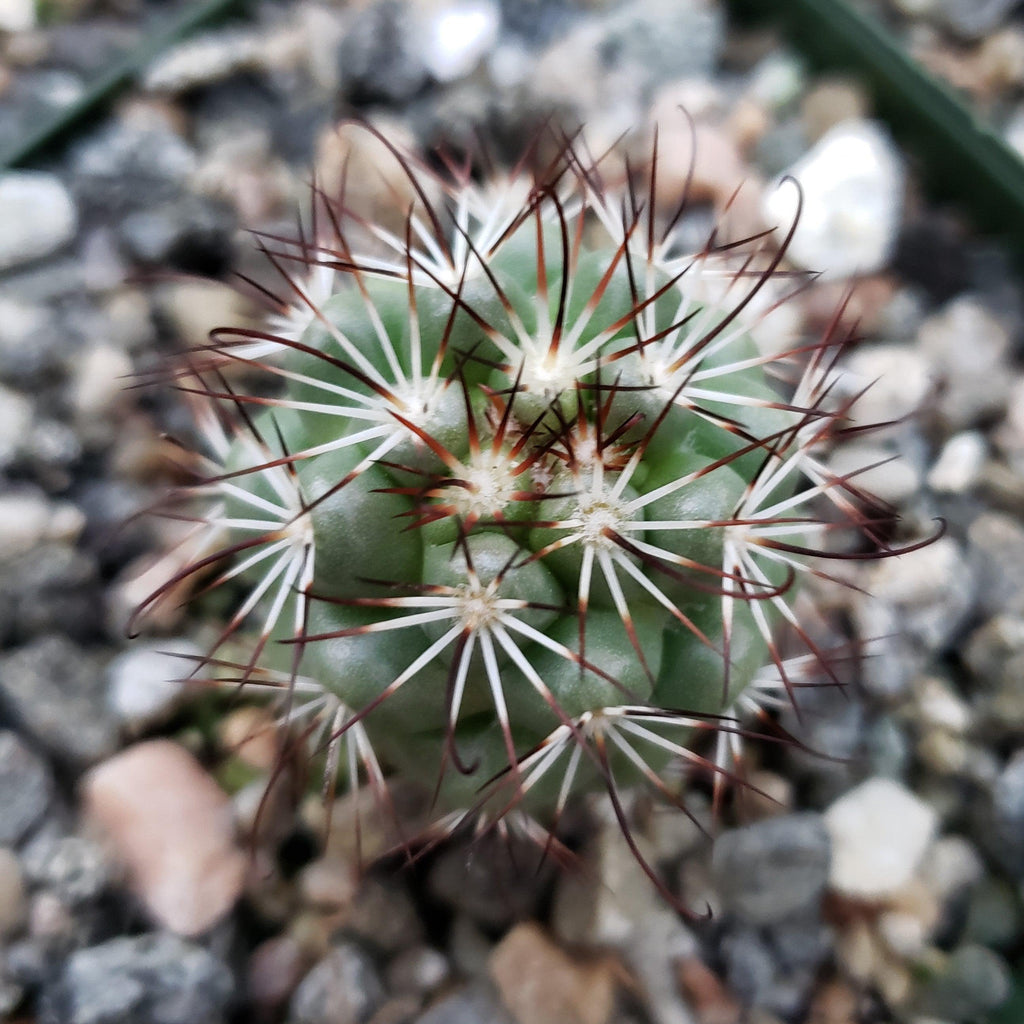 Mammillaria bartschella schumannii