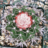 Melocactus violaceus no cephalium