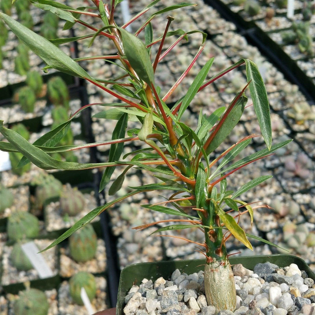 Fouquieria purpusii