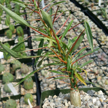 Fouquieria purpusii – Planet Desert