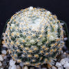 Mammillaria shiedeana