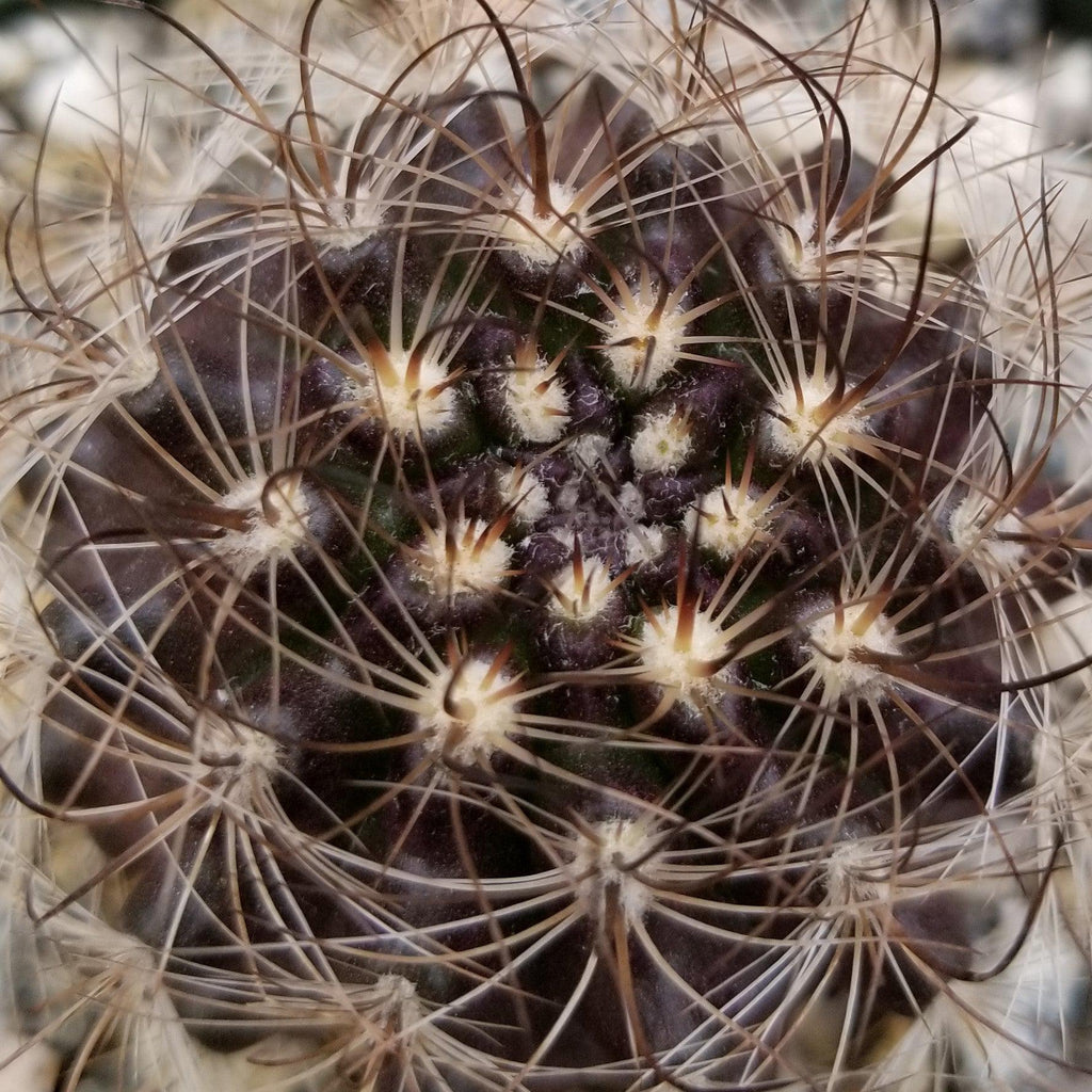 Neoporteria multicolor
