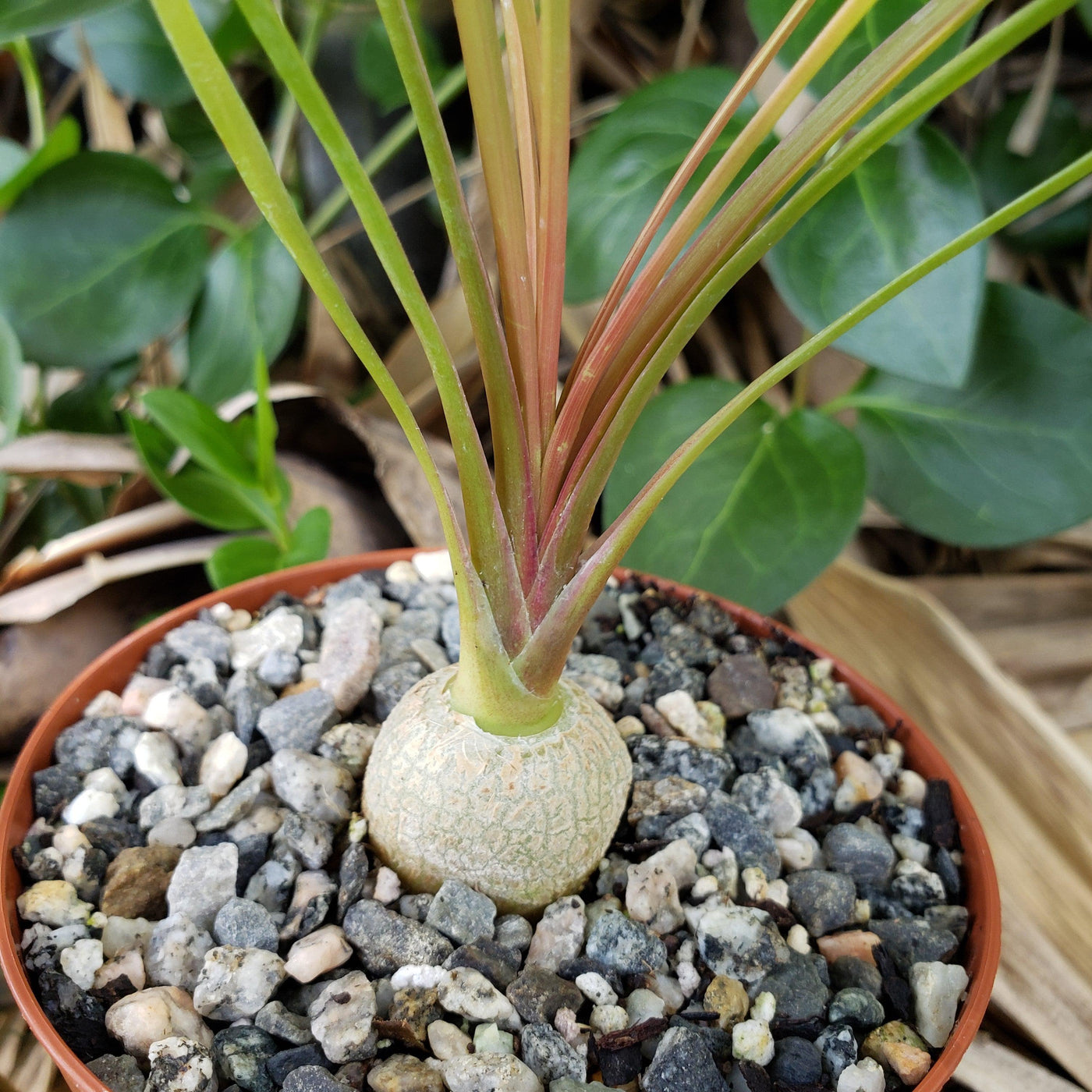 palm plant with bulb base Shop 'Ponytail palm - Beaucarnea recurvata' Care and Info