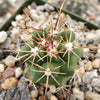thelocactus panarottoanus