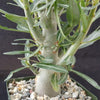 Adenium somalense