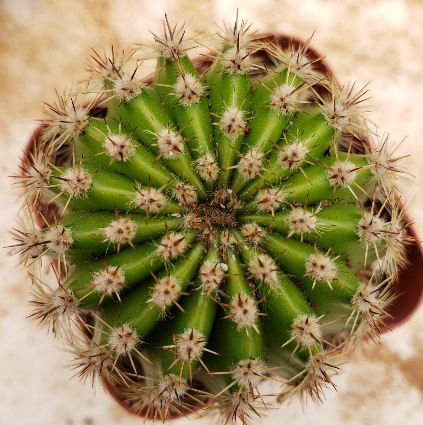 Easter Lily Cactus 'Echinopsis oxygona'