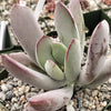 Cotyledon white sprite