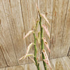 Pedilanthus tithymaloides variegated