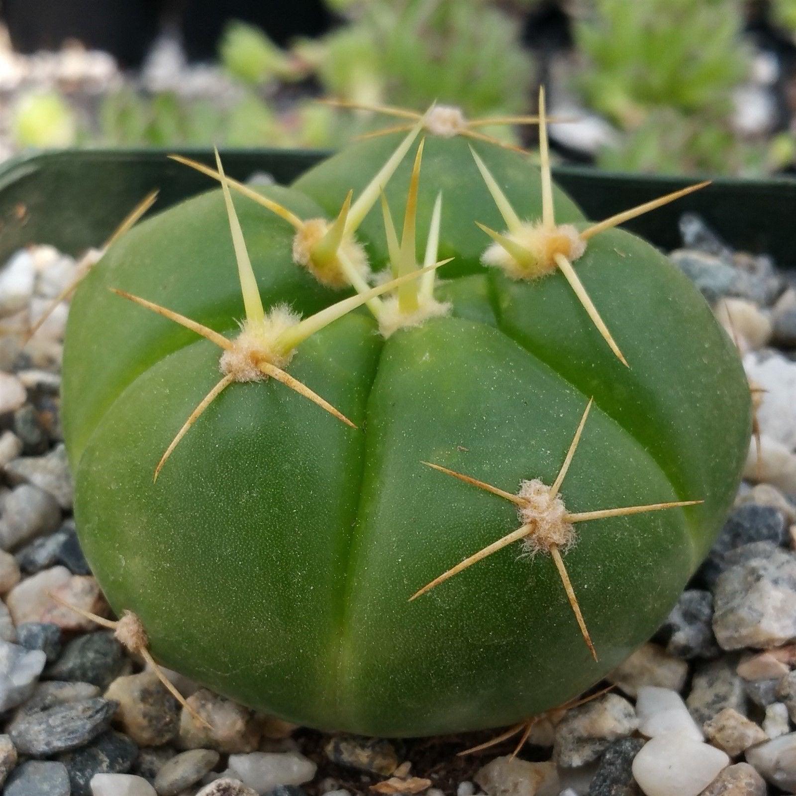 Gymnocalycium horstii