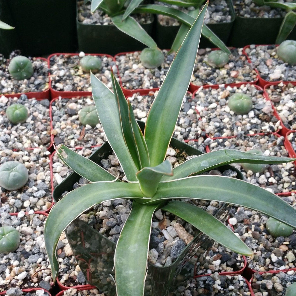 Agave impressa