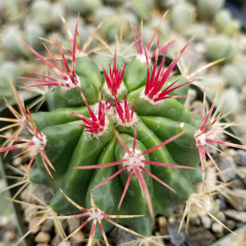 Ferocactus stainesii v. pilosus