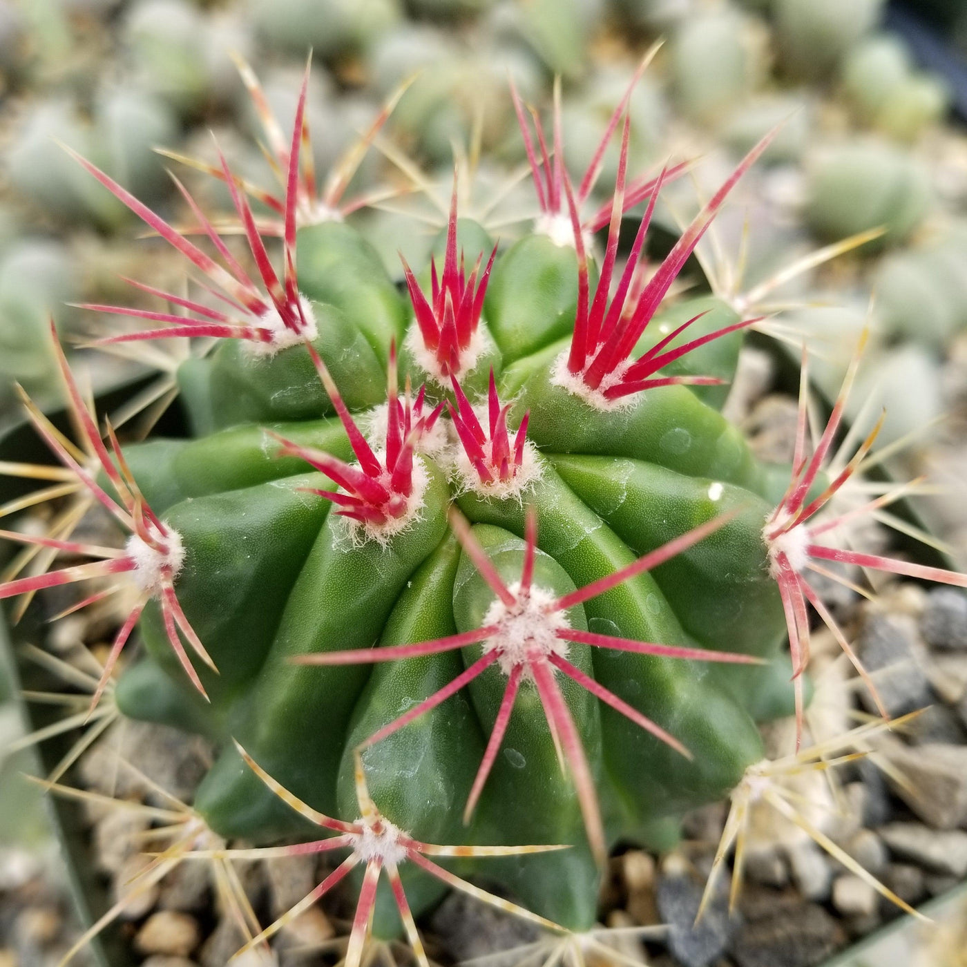 succulent with pink spikes Ferocactus stainesii v. pilosus