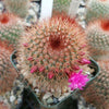 Mammillaria spinosissima