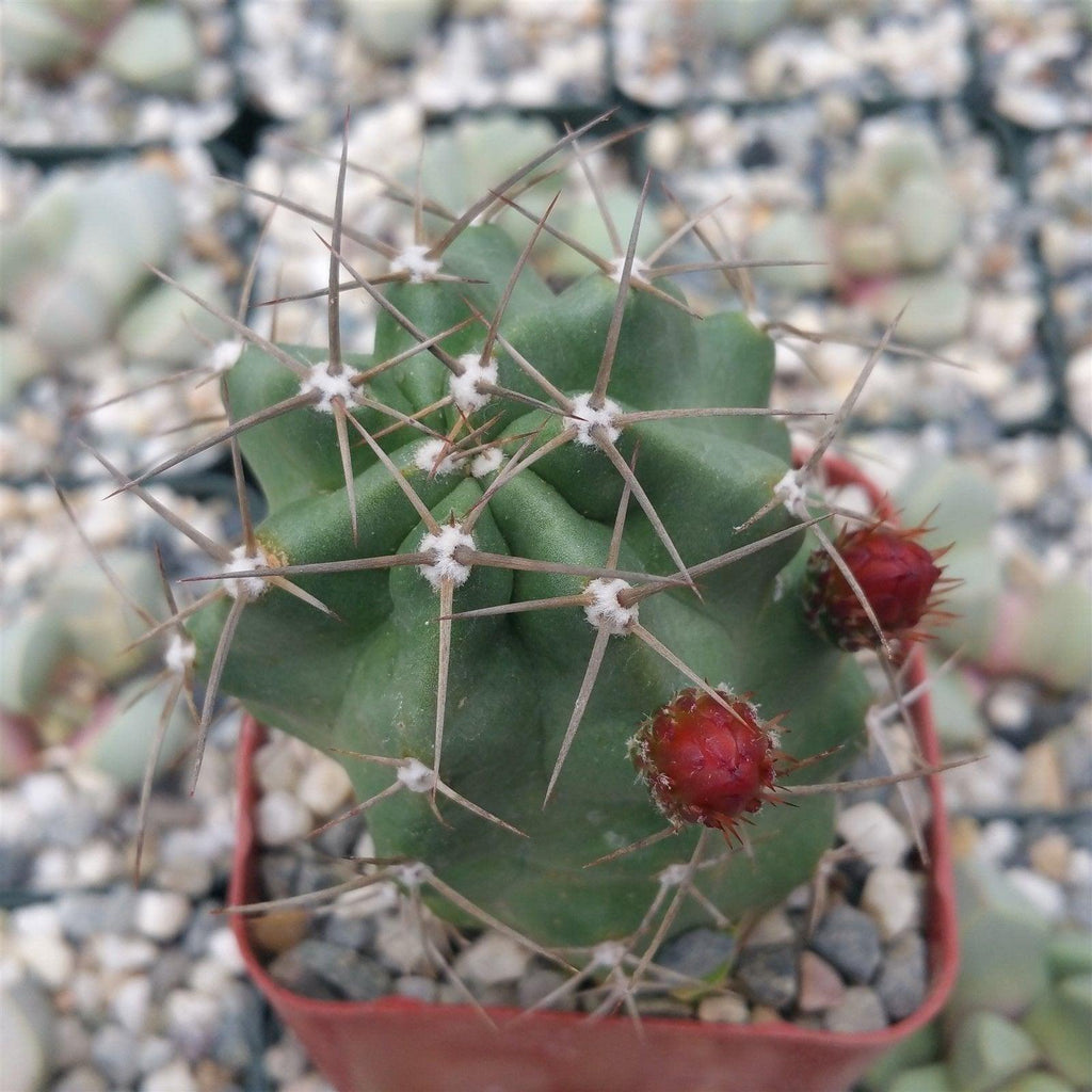 Claret cup Cactus ‘Echinocereus triglochidiatus’