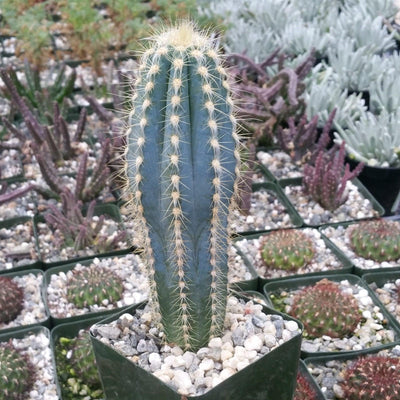 Blue Torch Cactus 'Pilosocereus pachycladus' -2